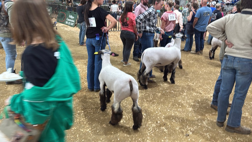 A livestock show scene featuring several people and sheep in a barn-like setting. Some individuals are handling sheep while others are engaged in conversation, with a dirt floor visible.