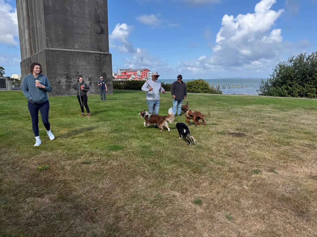 A group of people enjoying a day outdoors with several dogs running on grass near a body of water and under a partly cloudy sky.