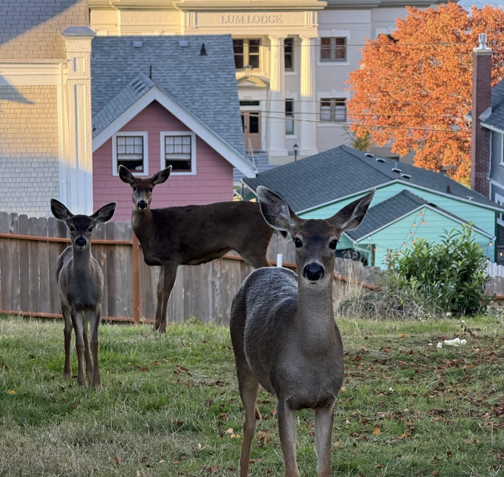 Another photo I took while knocking on doors. 